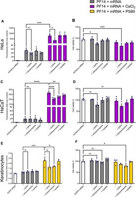 PepFect14 mediates the delivery of mRNA into human primary keratinocytes and in vivo